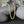 10k Yellow Gold Semi Solid Miami Cuban Chain (4.50 mm)