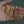 10k Yellow Gold Semi Solid Miami Cuban Chain (9.10 mm)